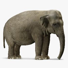 Asian Elephant